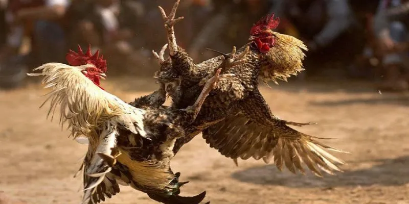 Đá gà chọi trực tuyến tại QQ88 – Sảnh cược kịch tính, tỷ lệ thưởng cao